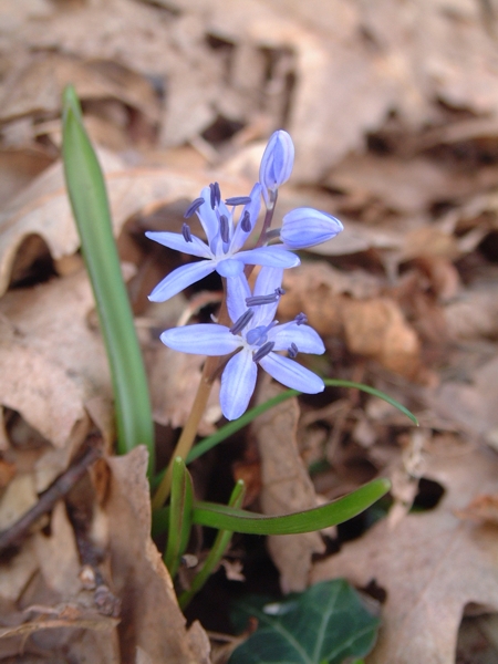 Scilla bifolia / Scilla silvestre